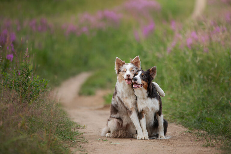 Great Reasons To Try CBD For Dogs And Cats