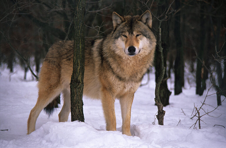 What Role Could Dire Wolves Play in Modern Ecosystems?