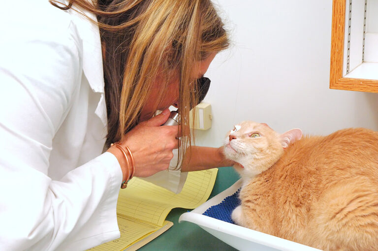 The Ultimate Guide To Finding Quality Veterinary Care for Your Pet